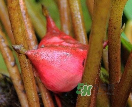 紅菱怎么吃？吃紅菱有什么好處？