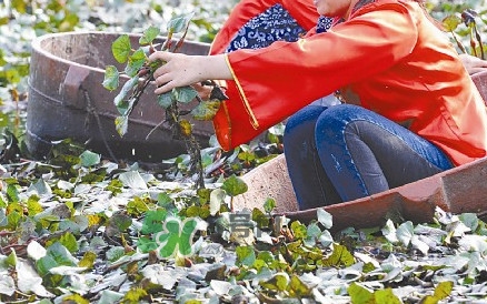 紅菱什么時(shí)候上市？什么時(shí)候采紅菱