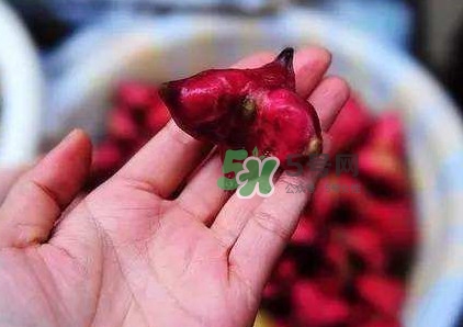 紅菱怎么吃？吃紅菱有什么好處？