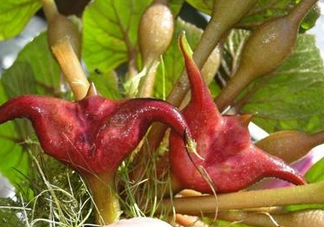 紅菱怎么種植？新鮮紅菱怎么保存