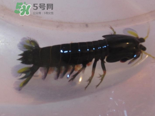 七彩神蝦好吃嗎？七彩神蝦的營養(yǎng)價值