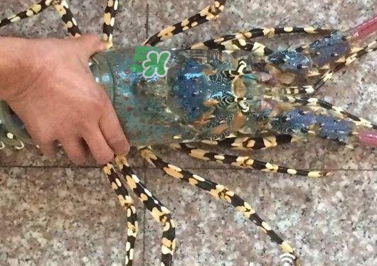 七彩神蝦多少錢一斤？七彩神蝦估值