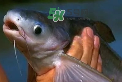 巴沙魚(yú)是鯰魚(yú)嗎？巴沙魚(yú)是海魚(yú)嗎