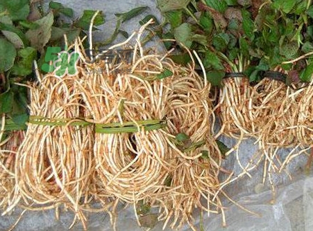 魚(yú)腥草有毒嗎？魚(yú)腥草有副作用嗎
