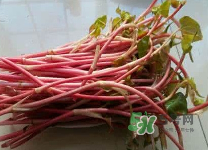 魚腥草一次吃多少最好？魚腥草一天吃多少合適