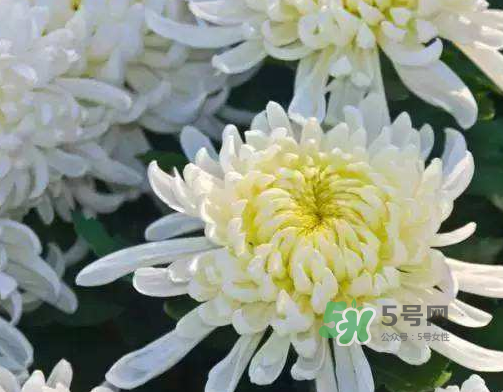 八月份能扦插菊花嗎？菊花可以8月份扦插嗎？