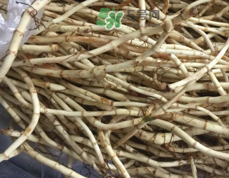 魚腥草可以和蜂蜜一起喝嗎？蜂蜜能和魚腥草一起泡嗎