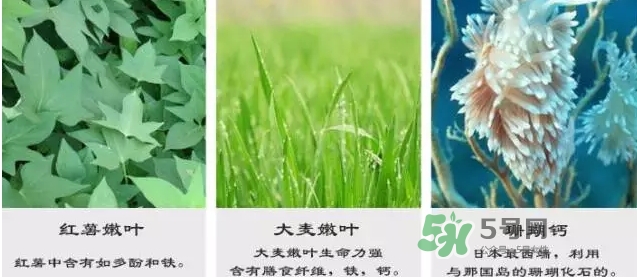 pola青汁效果怎么樣？pola青汁酵素酵素功效