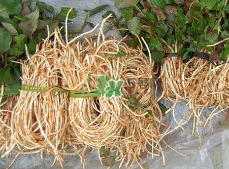 魚(yú)腥草什么季節(jié)有？魚(yú)腥草什么時(shí)候采摘最好