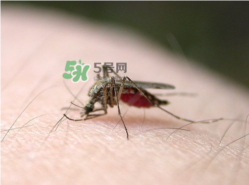 九月份還有蚊子嗎？9月份還有蚊子嗎？