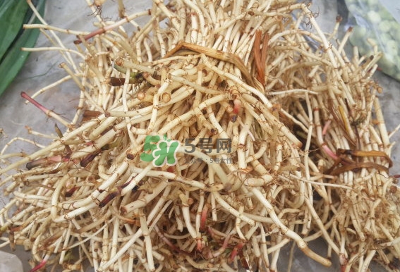 折耳根是什么？折耳根是哪里的特產(chǎn)？
