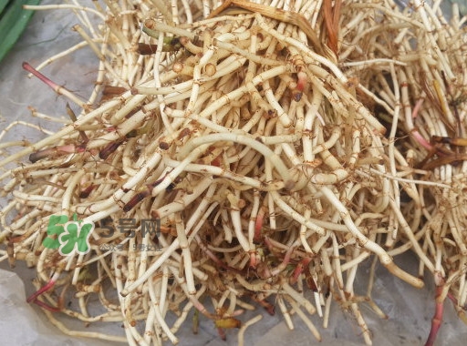 新鮮的折耳根怎么保存？折耳根能放多久