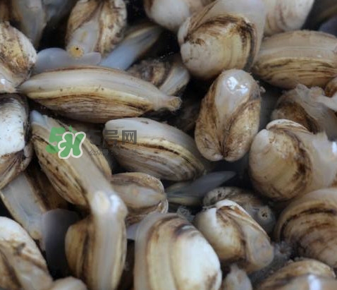 海瓜子死了還能吃嗎？海瓜子死了是什么樣子