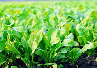 八月份可以種菠菜嗎？波菜8月中旬種可以嗎？