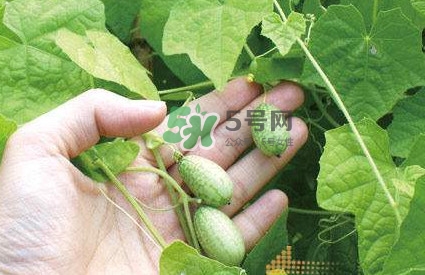 拇指西瓜什么時(shí)候種植最好？拇指西瓜哪里可以買到