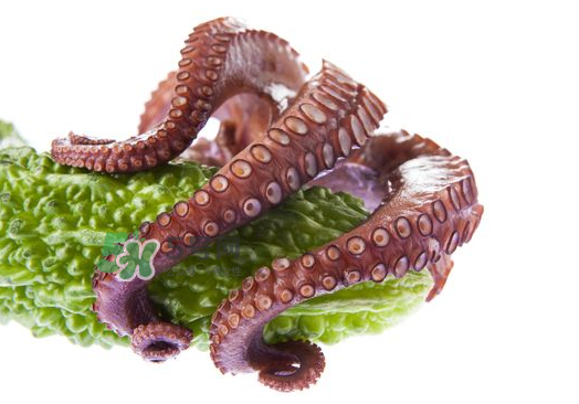 八爪魚什么季節(jié)最好吃？八爪魚什么時(shí)候有籽？