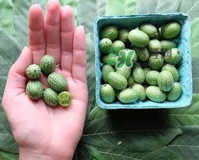 世界上最小西瓜是拇指西瓜嗎？世界上最小西瓜帶皮吃嗎
