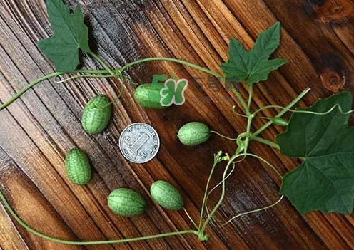 拇指西瓜多少錢一斤？拇指西瓜一口能吃幾個(gè)？