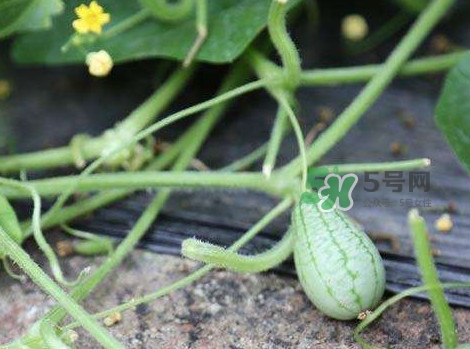 拇指西瓜什么時(shí)候種植最好？拇指西瓜哪里可以買到