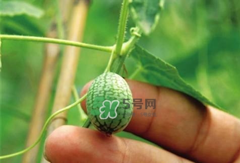 拇指西瓜怎么種？拇指西瓜為什么那么小