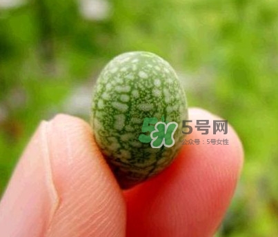 拇指西瓜什么時候上市？拇指西瓜什么時候成熟