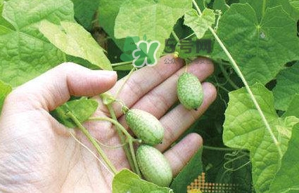 拇指西瓜什么時候上市？拇指西瓜什么時候成熟