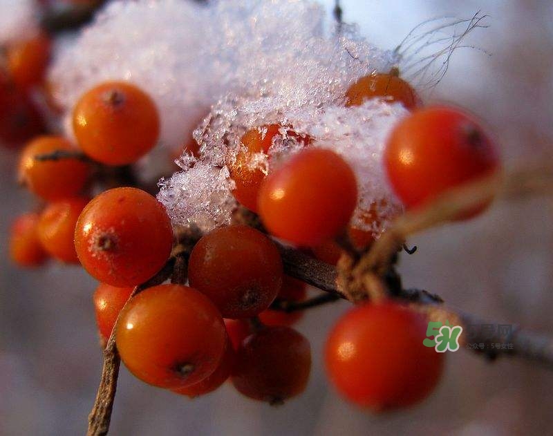 沙棘怎么吃？沙棘果的食用禁忌