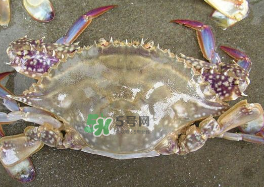 梭子蟹養(yǎng)殖的嗎？梭子蟹養(yǎng)殖和野生的區(qū)別