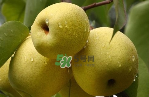 梨子是發(fā)物嗎？梨子是不是不能分著吃