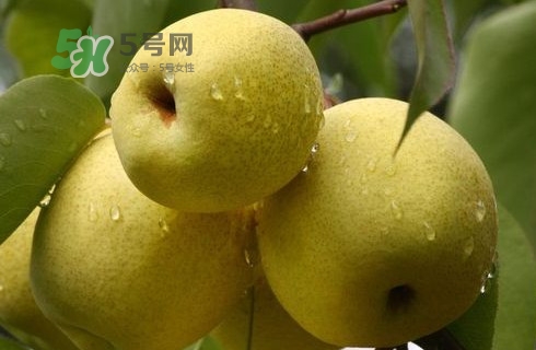 梨子多少錢一斤？皇冠梨多少錢一斤？