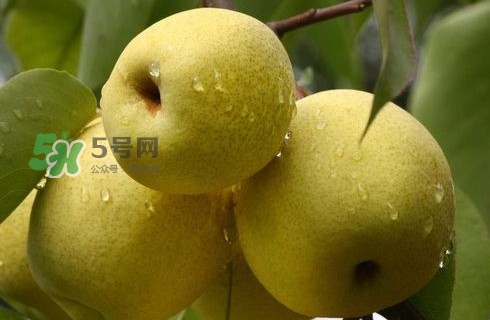 梨子有公母之分嗎？梨子怎么分辨公母