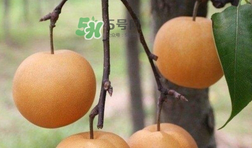 梨子是發(fā)物嗎？梨子是不是不能分著吃