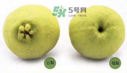 梨子有公母之分嗎？梨子怎么分辨公母
