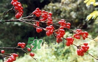 怎么看男人腎好不好？男人腎虛吃什么調(diào)理？