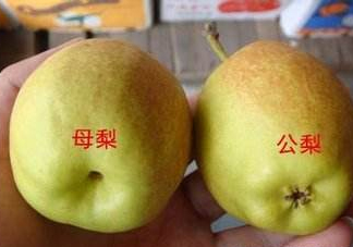 梨子有公母之分嗎？梨子怎么分辨公母