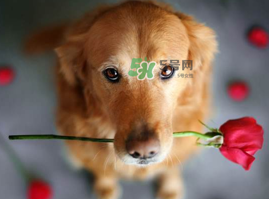 七夕可以提前送花嗎？七夕節(jié)提前幾天送花好？
