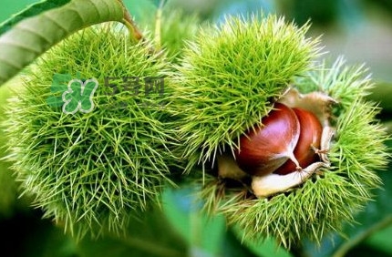 哪里產(chǎn)的板栗最好吃？板栗怎么挑選