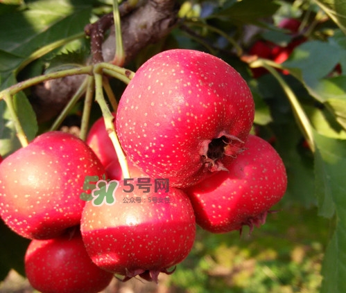 山楂什么人不能吃？山楂什么時(shí)候吃效果好