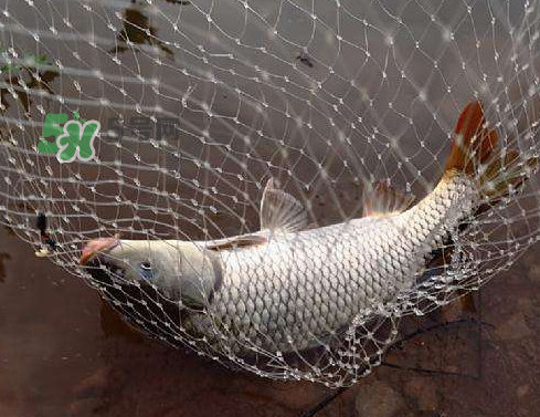 八月份釣魚用什么料好？八月份釣什么魚？