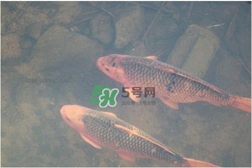 八月份釣魚用什么料好？八月份釣什么魚？