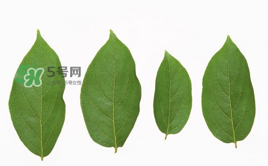 柿子葉能治胃病嗎？柿子葉什么時候采最好