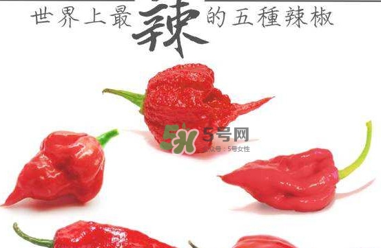 卡羅萊納死神辣椒中國有嗎？死神辣椒哪里有賣