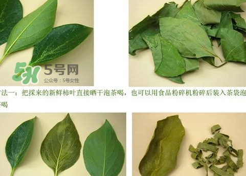 柿子葉能治胃病嗎？柿子葉什么時候采最好