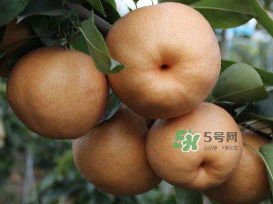 2017豐水梨多少錢(qián)一斤？豐水梨價(jià)格