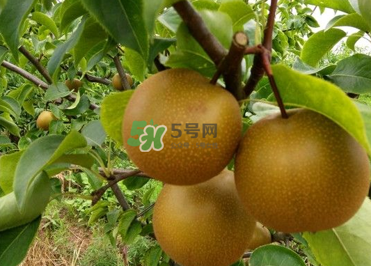 豐水梨產(chǎn)地在哪里？豐水梨是哪里產(chǎn)的？