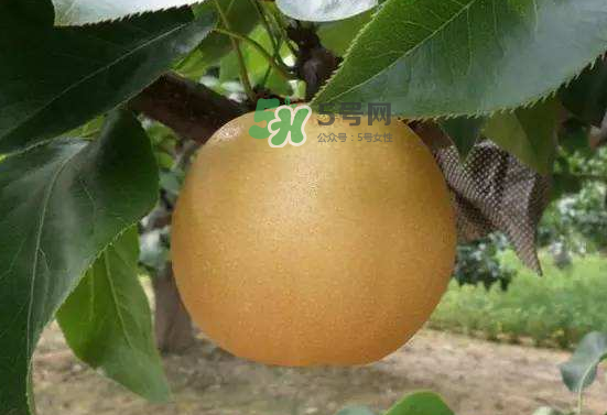 豐水梨什么時(shí)候上市？豐水梨幾月份成熟？