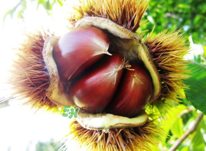板栗能補(bǔ)腎嗎？板栗補(bǔ)腎陰還是腎陽(yáng)？