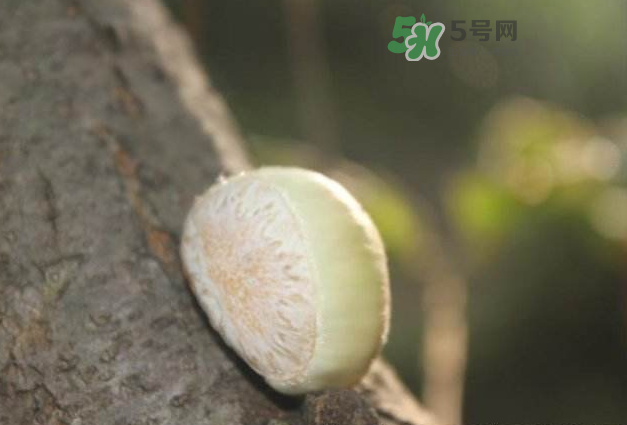 嫩板栗怎么保存？嫩板栗保存方法