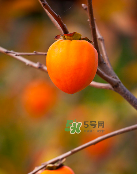 脆柿子好吃還是軟柿子好吃？脆柿子和軟柿子哪個好吃？