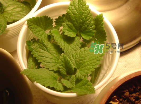 貓薄荷人能吃嗎？貓薄荷能吃嗎？